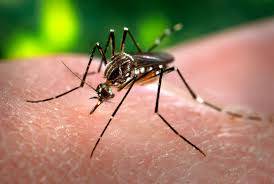 Caso di dengue diagnosticato a Reggio
