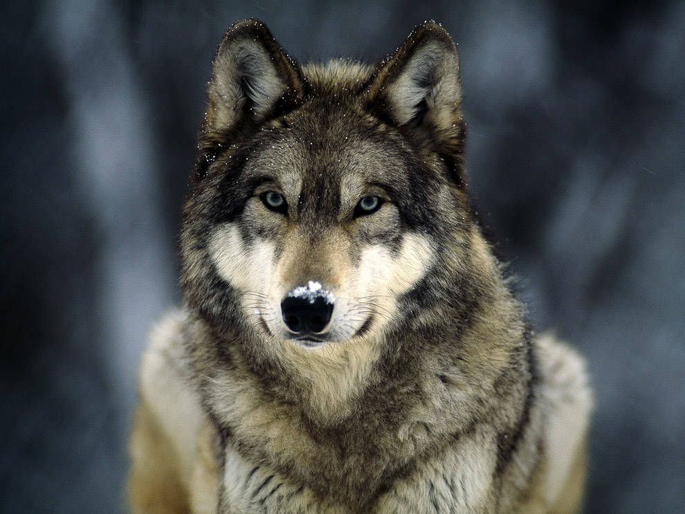 I lupi sono tornati, ma non c’è pericolo per l’uomo