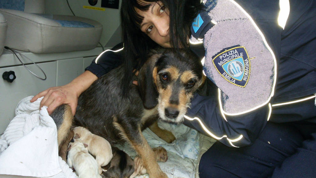 Novellara, agente salva un cane e i suoi sei cuccioli