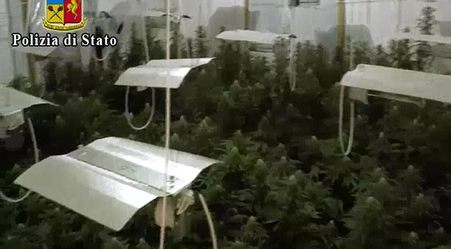 piantagione marijuana