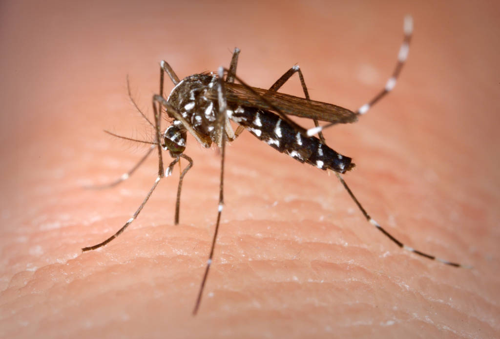 Virus Zika: due viaggiatori infetti