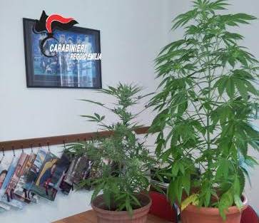 Novellara, coltiva marijuana nell’orto di casa: denunciato