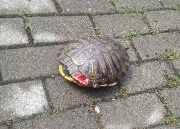 Via Vecchi, tartaruga vola dal balcone: salvata dalla polizia