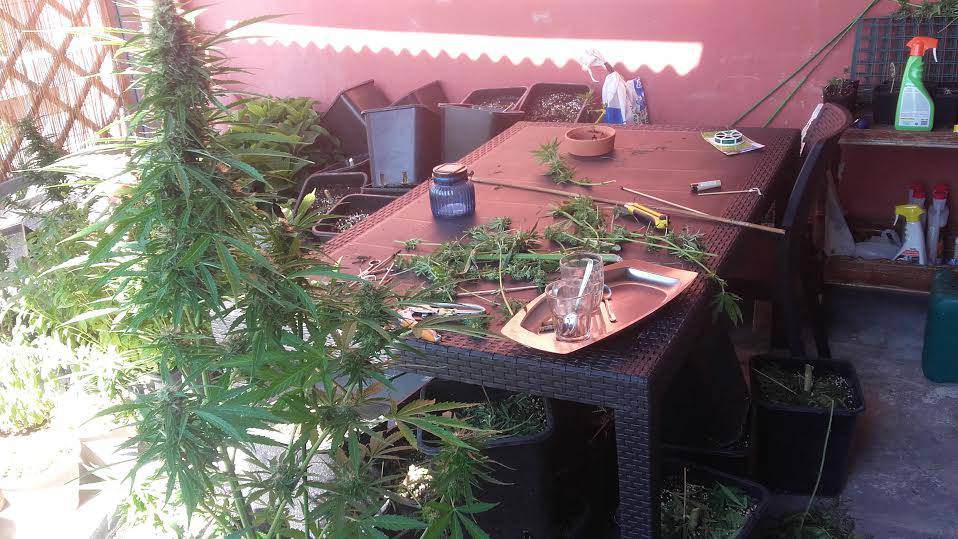 Gardenia, piantagione di marijuana sul terrazzo: arrestati