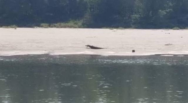 L’avvistamento sul fiume Po: coccodrillo o tronco?