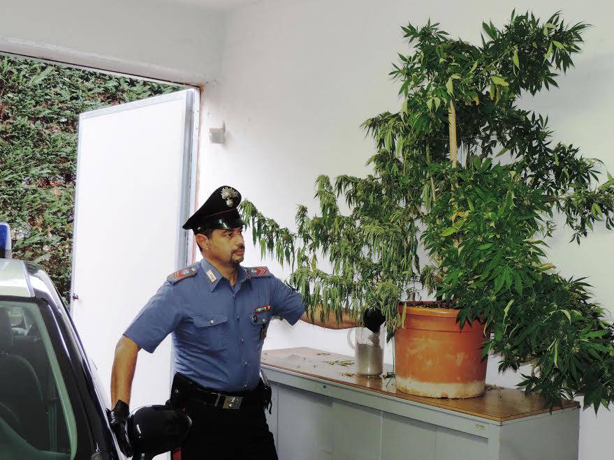 Correggio, coltiva marijuana sul balcone: arrestato