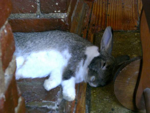 Conigli morti in via Gorizia, nessun veleno: era un virus