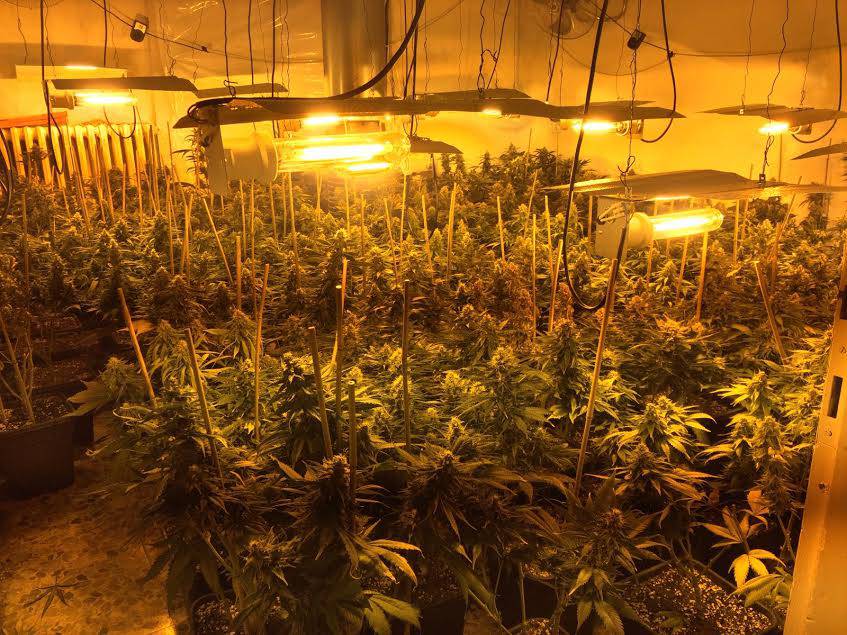 Novellara, sequestrata fabbrica di marijuana con un migliaio di piante