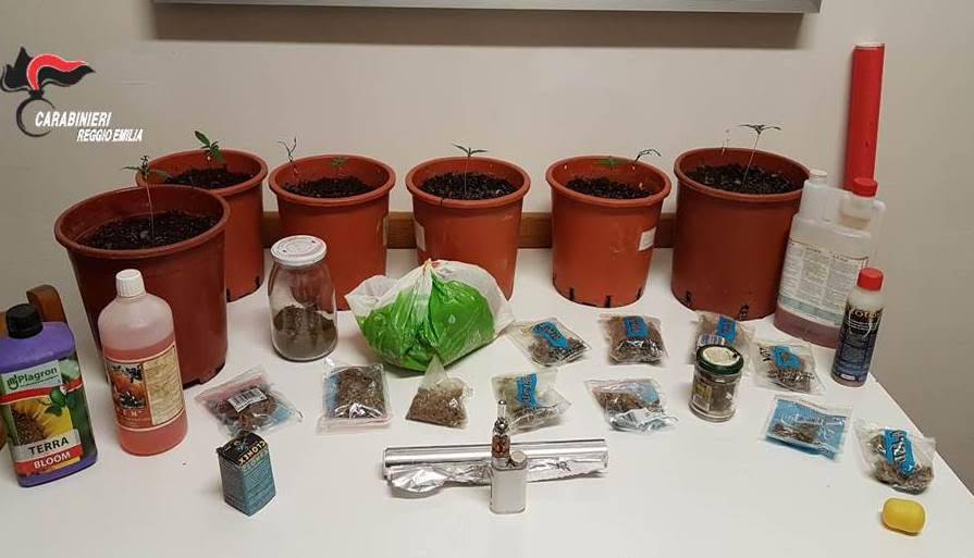 Canossa, piantagione di marijuana in stanza segreta: pittore arrestato