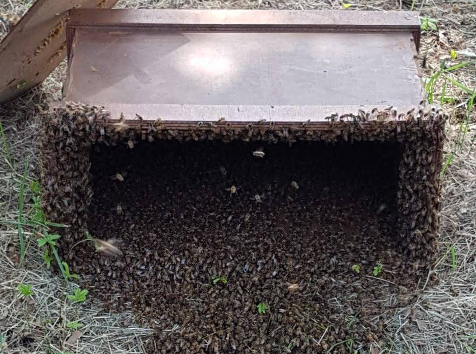 Ex Caserma Zucchi, rimosso nido con migliaia di api