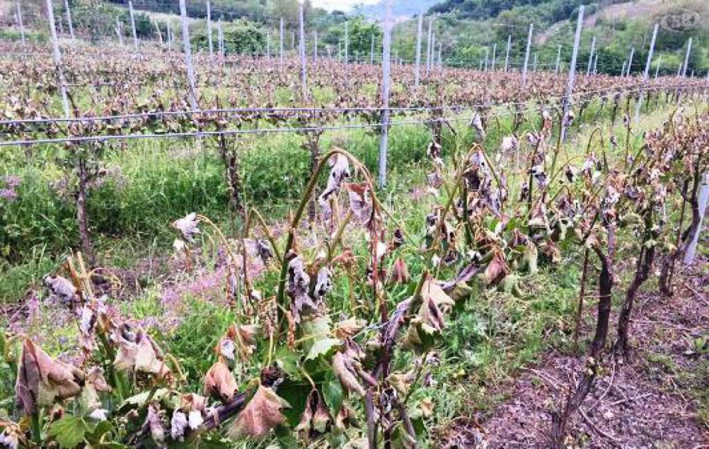 Vigne gelate e danni ingenti: “Perso fino al 50% della produzione”