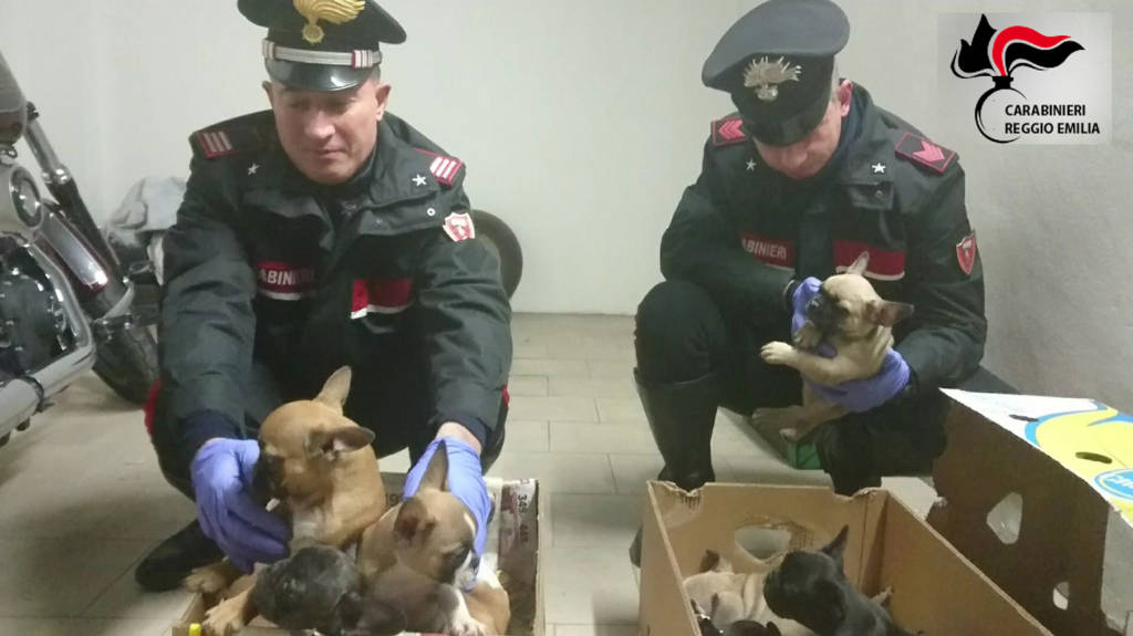 Contrabbando dall’est Europa, i carabinieri salvano 24 cuccioli