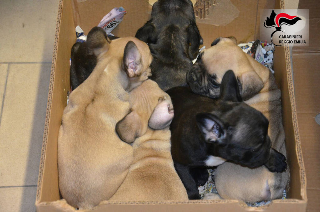 Contrabbando dall’est Europa, i carabinieri salvano 24 cuccioli