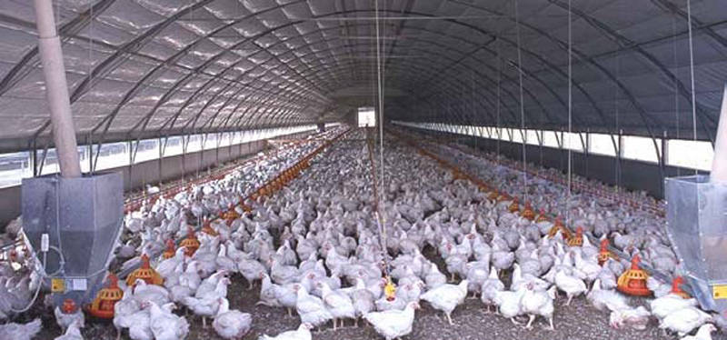 Correggio, salmonella in allevamento di galline: macellati 18mila capi