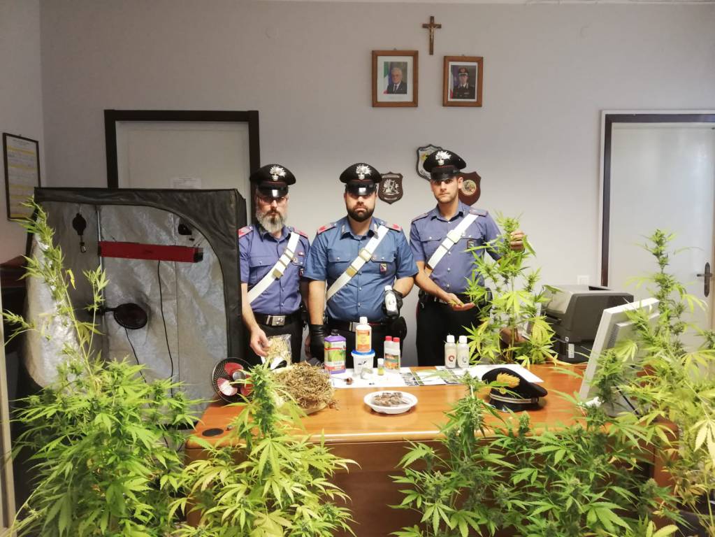 Carabiniere va a vedere casa da acquistare e trova serra di marijuana