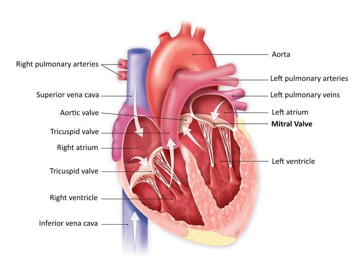 Tumori cardiaci benigni, malattie rare e poco conosciute