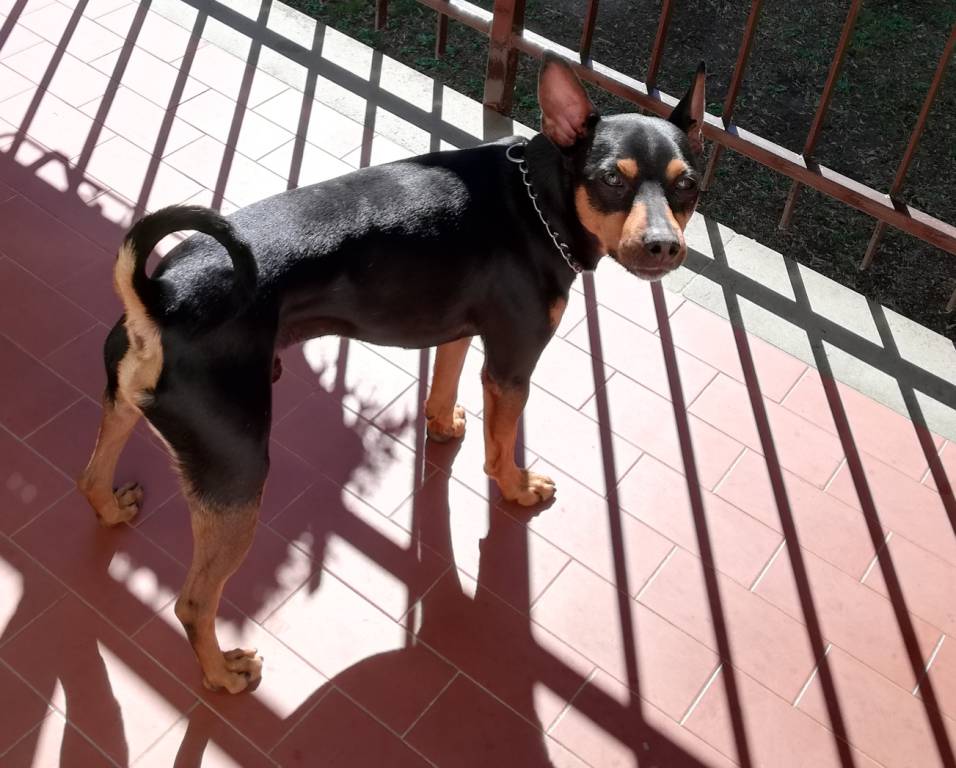 Tito, cagnolino Pincher maschio