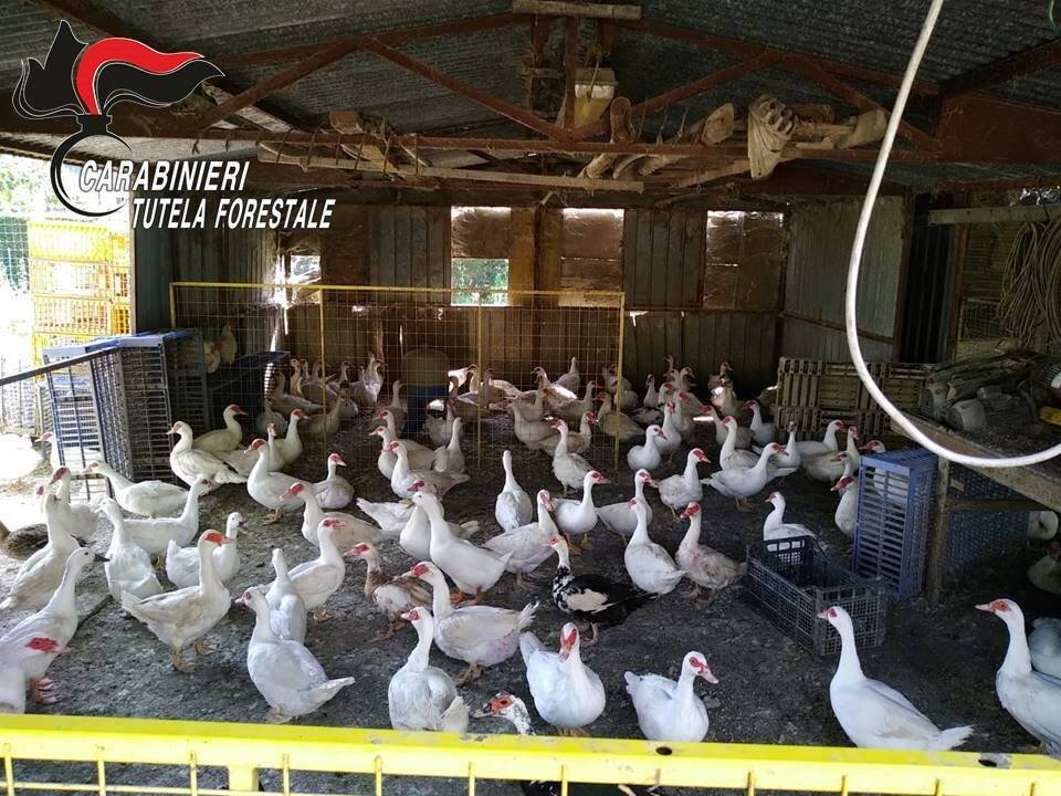 Guastalla, azienda avicola “irregolare”: 11mila euro di multa
