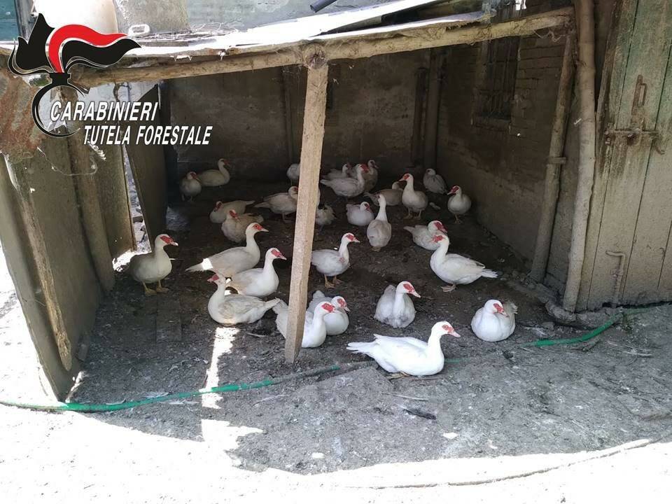 Guastalla, azienda avicola “irregolare”: 11mila euro di multa