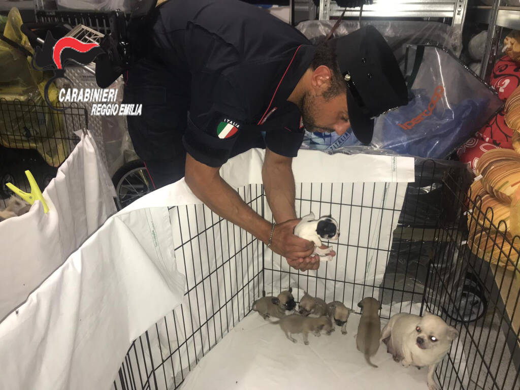 Traffico illecito di cuccioli Chihuahua: 2 denunce e 56 cani sequestrati
