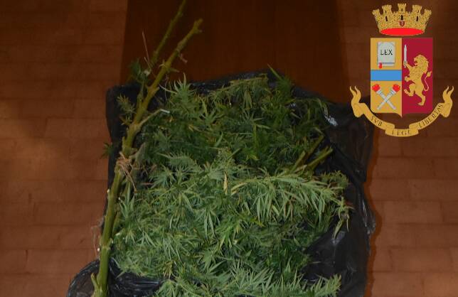 Poviglio, piante di marijuana in giardino: denunciato