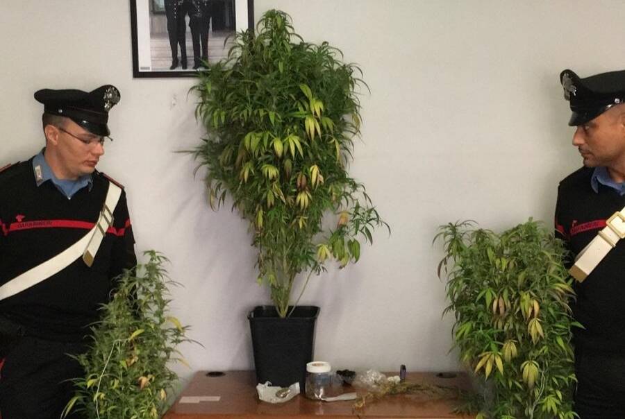 Coltivava marijuana nel giardino di casa: denunciato