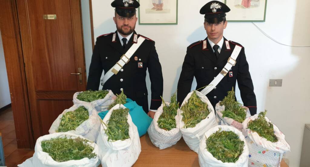 Quattro Castella, federe imbottite di marijuana: un arresto