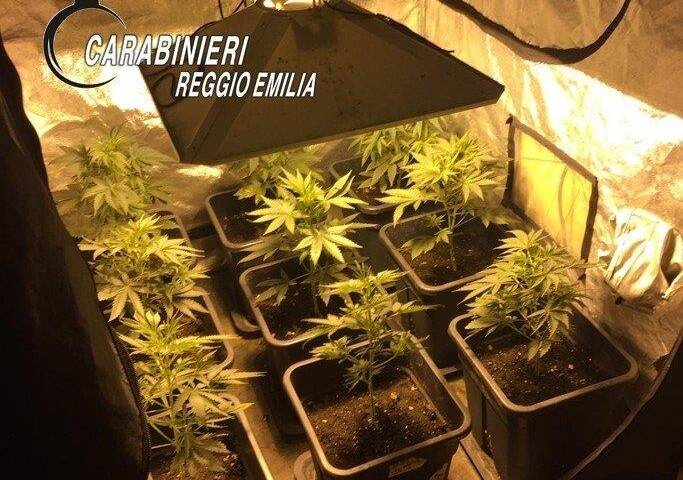 Trasforma la soffitta in serra per coltivare marjuana: arrestato