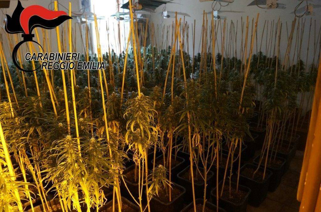 Rolo, scoperta la fabbrica di marijuana dei “narcos cinesi”