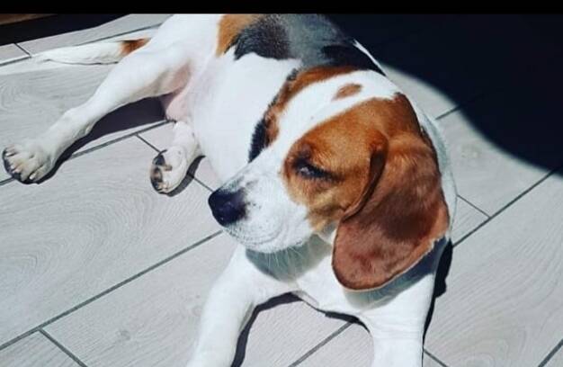 Carlotta è una bellissima e brava beagle di 5 anni