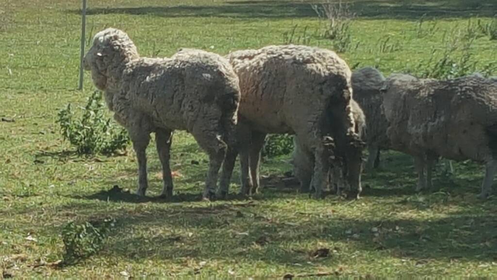 Gregge infetto, i Nas sequestrano 126 pecore