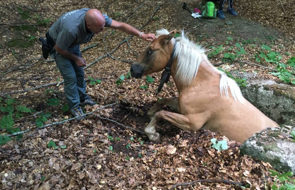 Cavallo incastrato in un buco dopo una caduta: salvato
