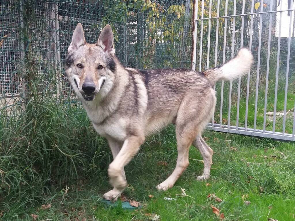Cane lupo cecoslovacco di un anno e mezzo