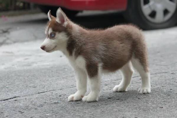 Vende cucciolo di Siberian Husky on line, ma è una truffa: denunciato