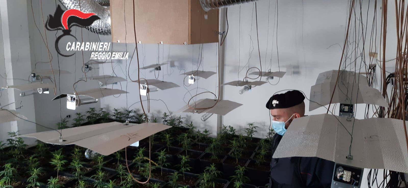 Sequestrata fabbrica di marijuana con oltre 500 piante