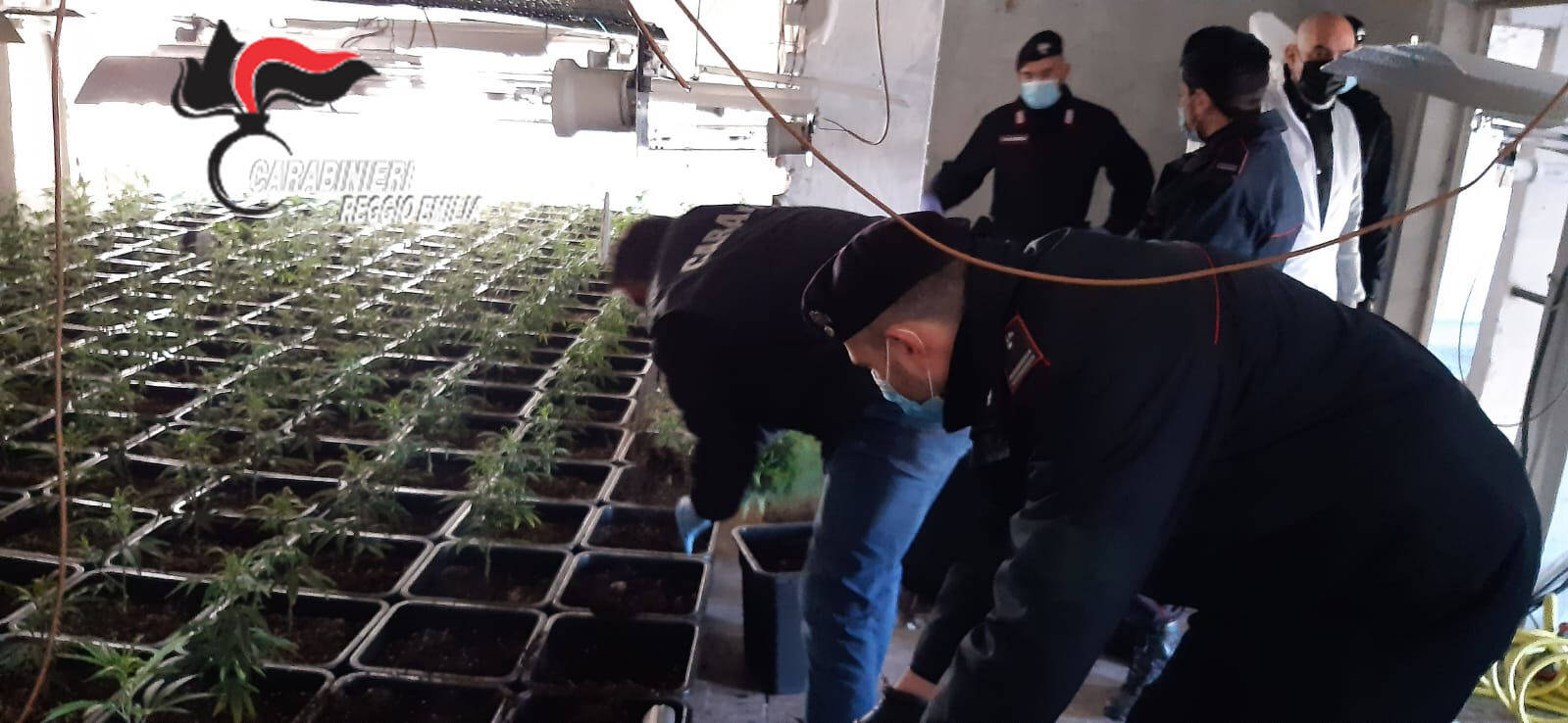 Sequestrata fabbrica di marijuana con oltre 500 piante