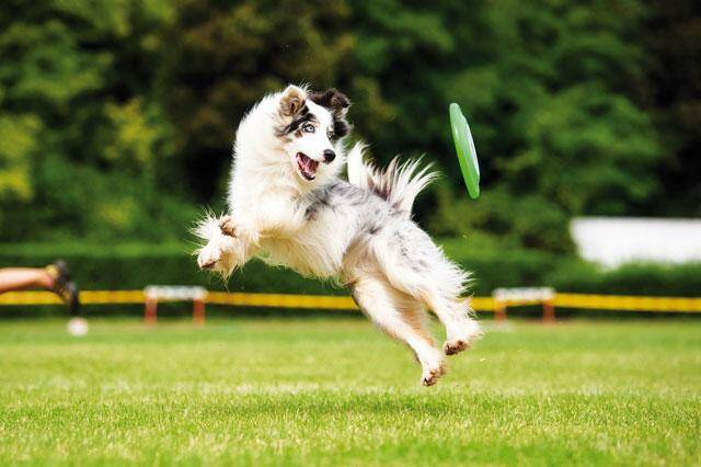 La preparazione atletica del cane da sport e da lavoro