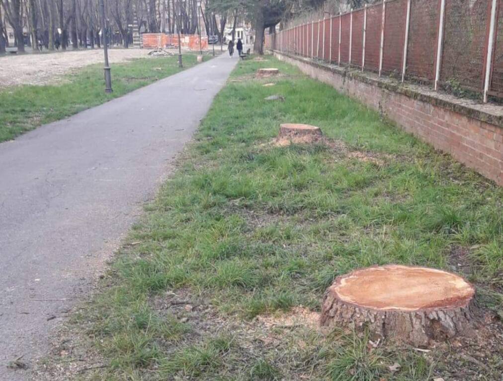 Viale Umberto I, taglio alberi: esposto in procura del M5S