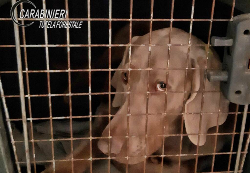 Sequestrato allevamento abusivo di cani a Reggio Emilia