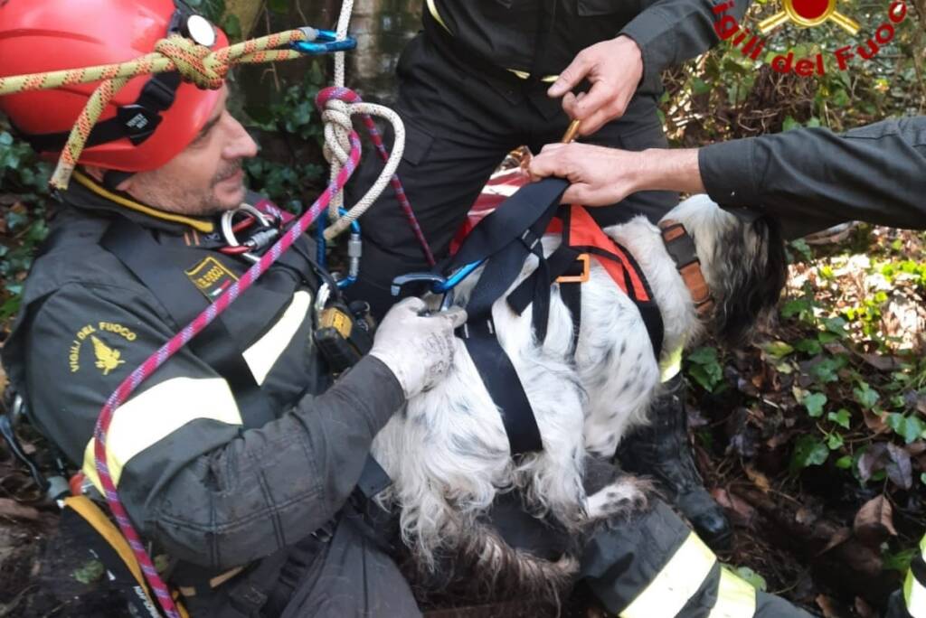 Coviolo, cane cade in un pozzo: salvato dai vigili del fuoco
