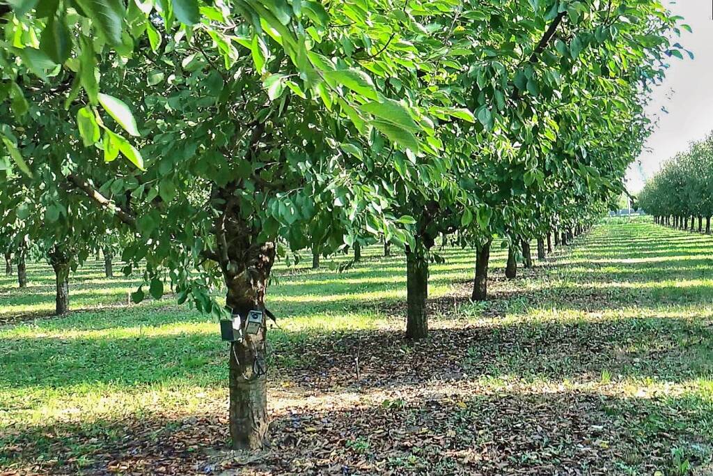 L’agricoltura 4.0 della MonteRé: “Grazie al Tree Talker comunichiamo con le nostre piante”