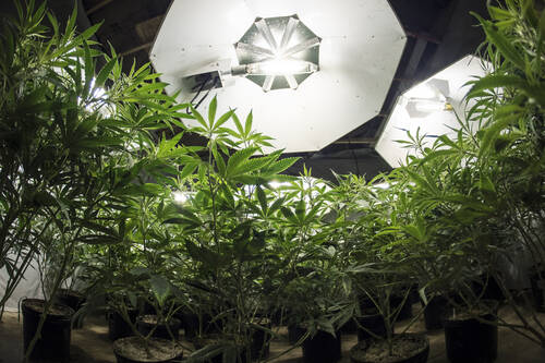 Cannabis light: gli effetti e i benefici che apporta
