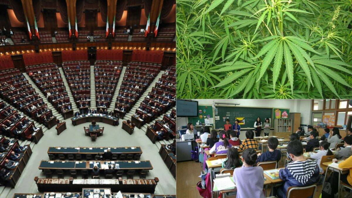 Cannabis e ius scholae agitano il governo, l’esame alla Camera slitta alla prossima settimana