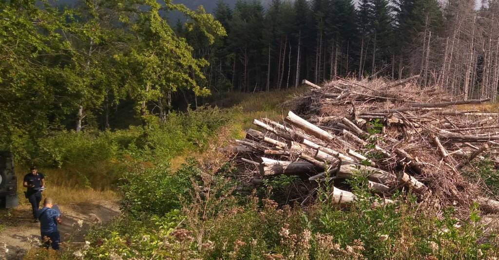 Alpe di Succiso, sei denunce dopo il taglio degli alberi