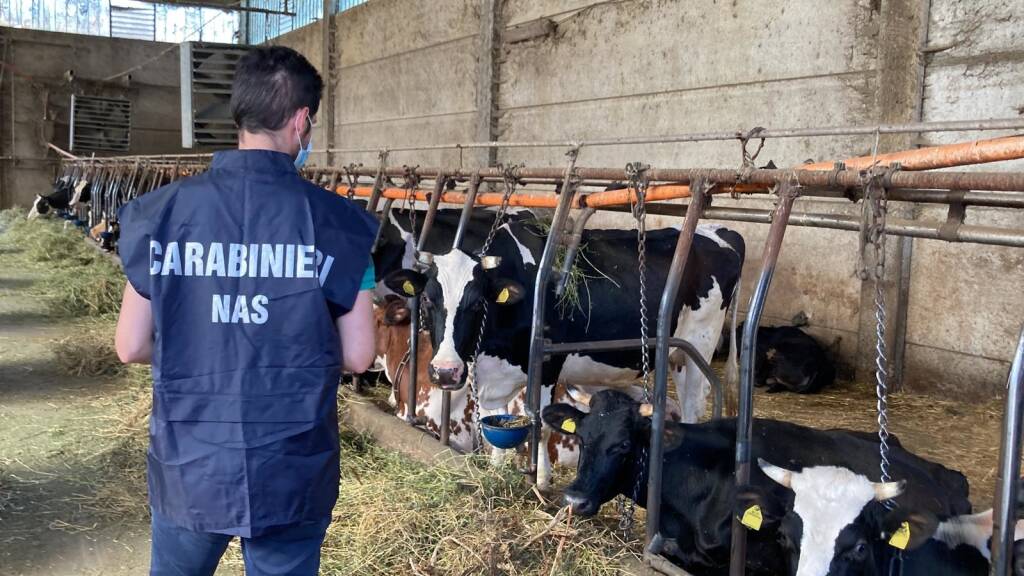 Irregolarità igienico-sanitarie in un allevamento: sequestrati 4 bovini