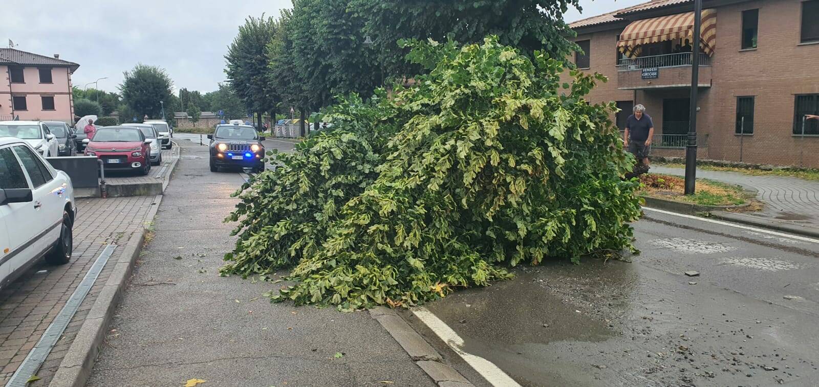 Roteglia, albero cade sulla strada: “Tragedia sfiorata”