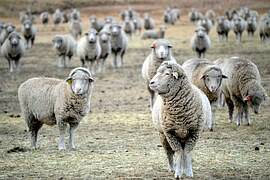 In Appennino scoppia la “guerra delle pecore”