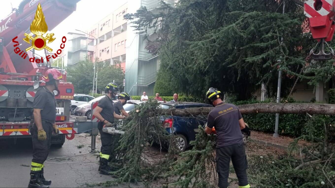 Via Togliatti, albero cade in un parcheggio