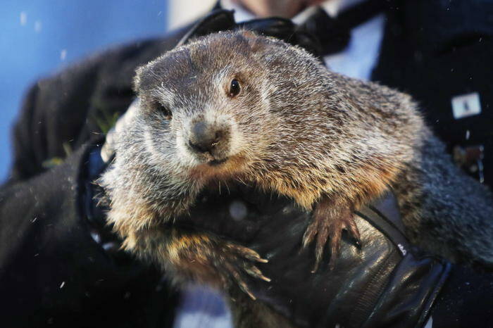 Il verdetto della marmotta Phil: negli Usa altre 6 settimane di inverno