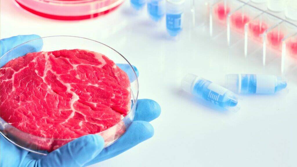 Il governo vuole vietare la carne sintetica: in Cdm arriva il disegno di legge